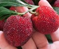Top 6 hoa quả đặc sản Sapa mua về làm quà cực hợp 