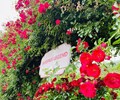 Ngắm hồng leo nở rực rỡ tại thung lũng hoa hồng Fansipan 