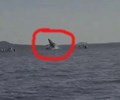 Video Cá voi nhảy lên mặt nước rơi đúng du thuyền 