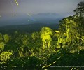 Video Mãn nhãn hàng tỷ con đom đóm sáng rực cả khu rừng 