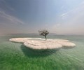 Độc đáo loại cây đơn độc mọc giữa đảo muối của biển Chết 