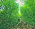 Lạc vào rừng trúc đẹp như phim kiếm hiệp ở Việt Nam 