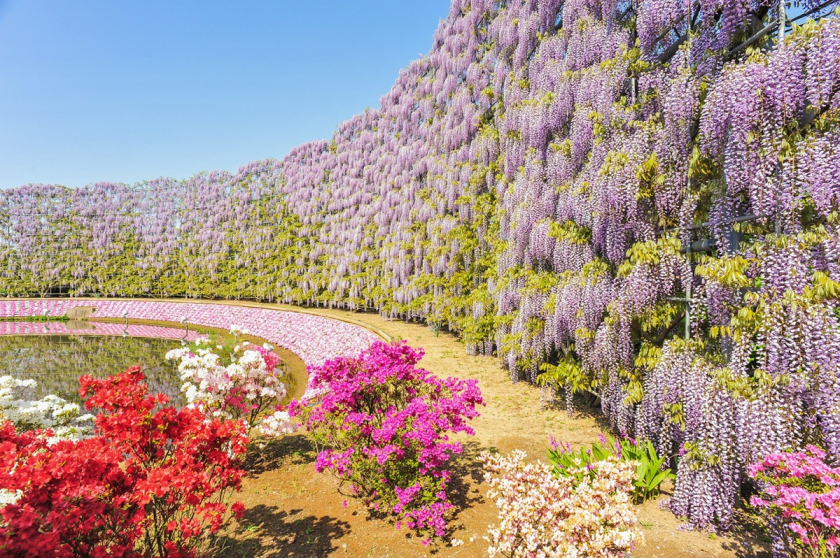 Công viên hoa Ashikaga, tỉnh Tochigi, Nhật Bản được biết đến là ngôi nhà của hơn 350 loài hoa tử đằng và các loài thực vật khác