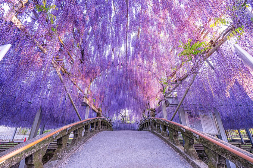 Đường hầm hoa tử đằng ở công viên Ashikaga