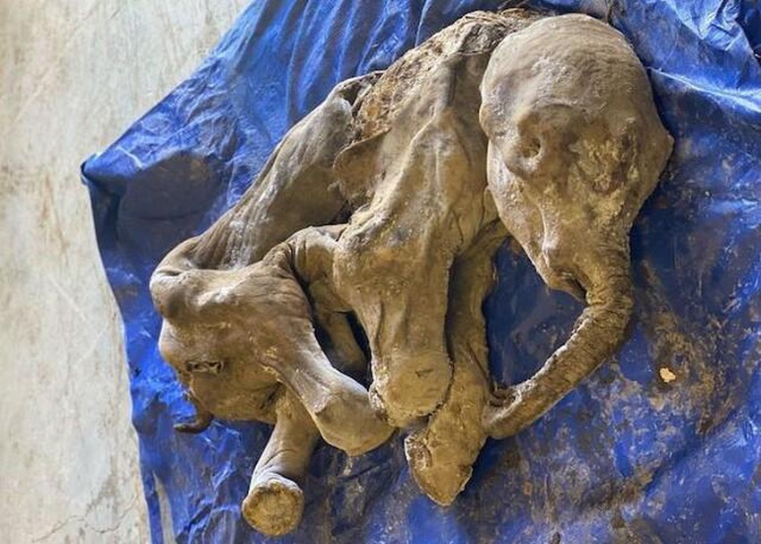 Phát hiện xác ướp voi ma mút 30000 năm tuổi trong lớp băng vĩnh cửu
