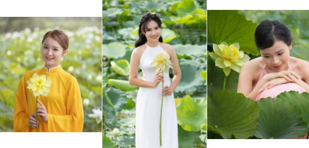 Đầm sen vàng hiếm có giữa Thủ đô thiếu nữ Hà Thành nô nức tìm đến checkin