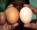 Trứng gà ta và gà công nghiệp loại nào bổ hơn 