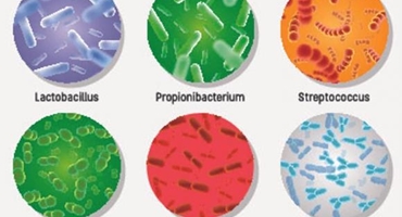 Vi khuẩn sống ở đâu nhiều nhất trong cơ thể ?