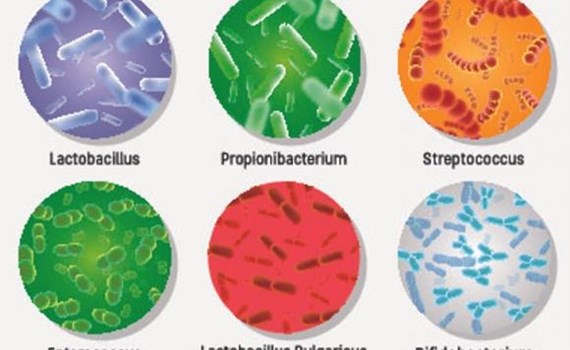 Vi khuẩn sống ở đâu nhiều nhất trong cơ thể 