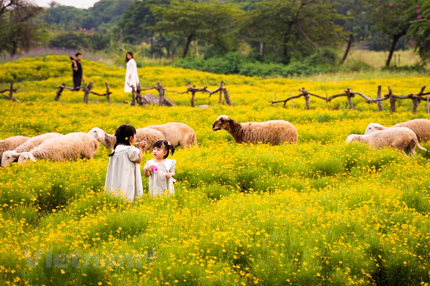  Cánh đồng hoa cúc sao băng đẹp như tranh trong lòng Hà Nội  Phong cách  Vietnam VietnamPlus