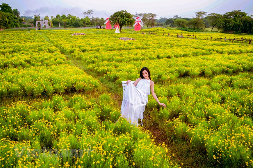  Cánh đồng hoa cúc sao băng đẹp như tranh trong lòng Hà Nội  Phong cách  Vietnam VietnamPlus