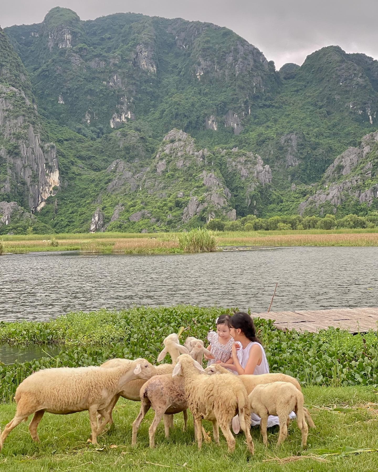Say mê đồng cừu như khu vườn cổ tích ở Ninh Bình  