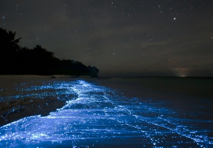 Thích thú bãi biển phát sáng kỳ ảo ở Maldives      