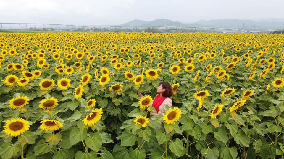 Cánh đồng hoa hướng dương ở Nghệ An hút giới trẻ checkin  