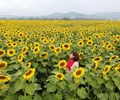 Cánh đồng hoa hướng dương ở Nghệ An hút giới trẻ checkin   