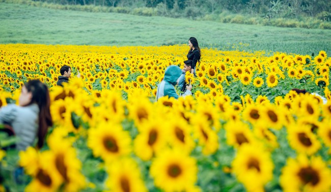 Cánh đồng hoa hướng dương ở Nghệ An hút giới trẻ checkin  