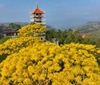 Ngắm mùa phượng vàng đẹp ngẩn ngơ của tu viện ở Đà Lạt