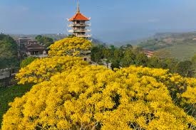 Ngắm mùa phượng vàng đẹp ngẩn ngơ của tu viện ở Đà Lạt