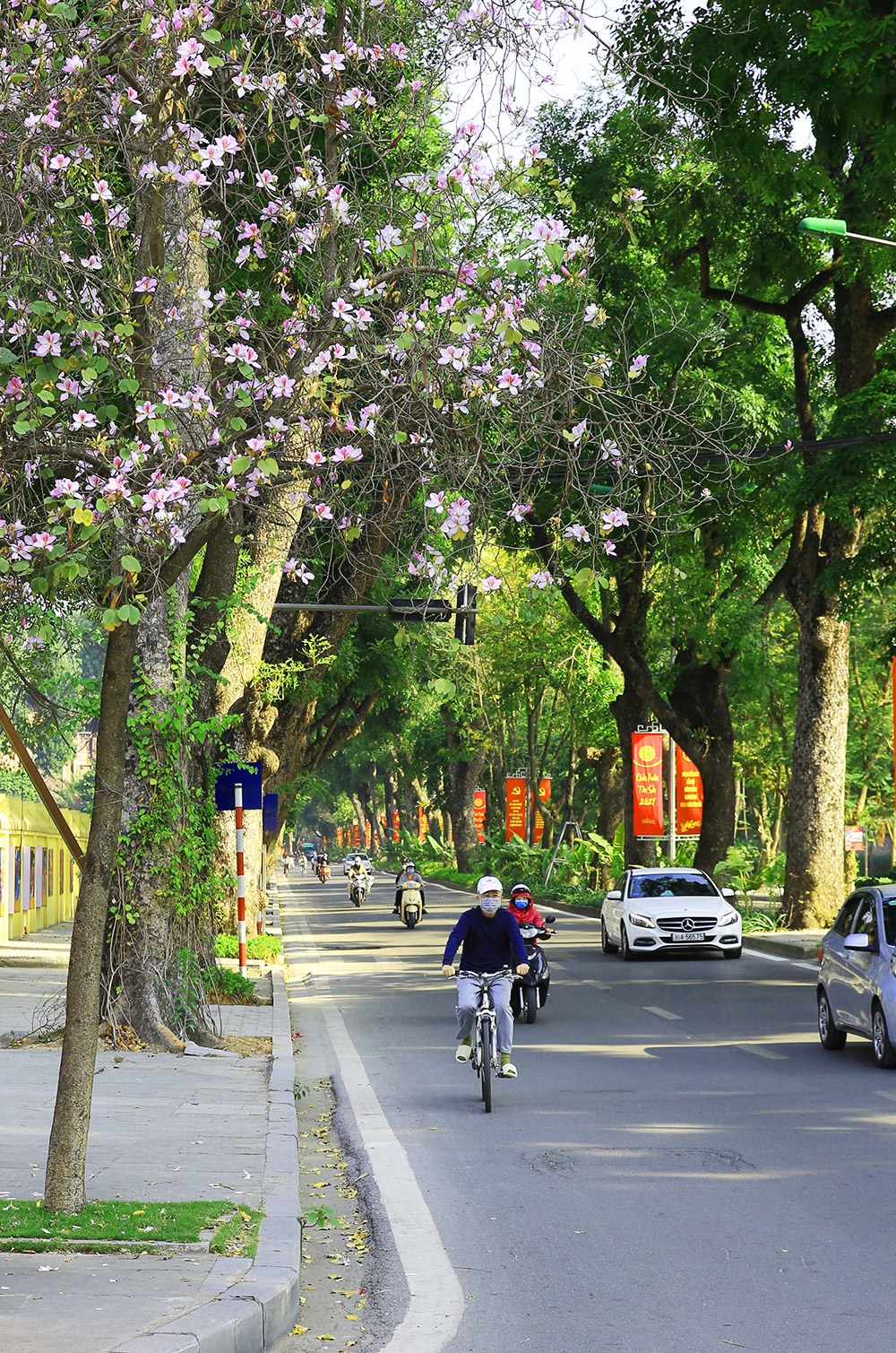 Đẹp nao lòng mùa hoa ban trên đường phố Hà Nội  