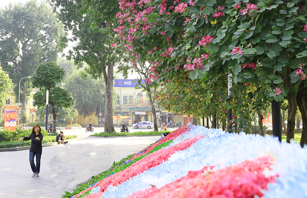 Đẹp nao lòng mùa hoa ban trên đường phố Hà Nội  