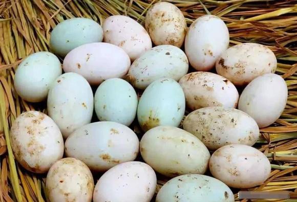 Trứng vịt nên chọn “vỏ trắng” hay “vỏ xanh” Có sự chênh lệch rất lớn nên tìm hiểu trước khi mua  