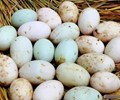 Trứng vịt nên chọn “vỏ trắng” hay “vỏ xanh” Có sự chênh lệch rất lớn nên tìm hiểu trước khi mua   