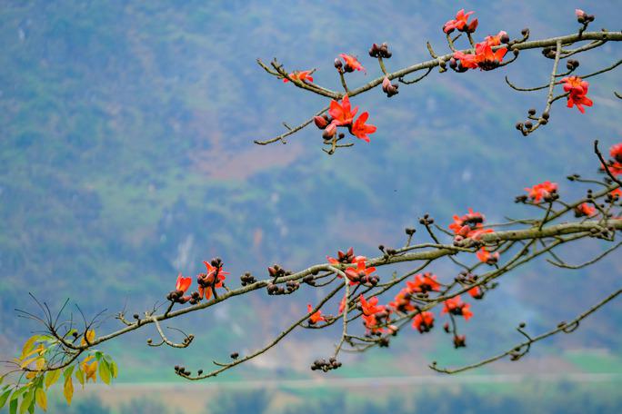 Mê mẩn ngắm hoa gạo rực đỏ núi rừng Hà Giang  