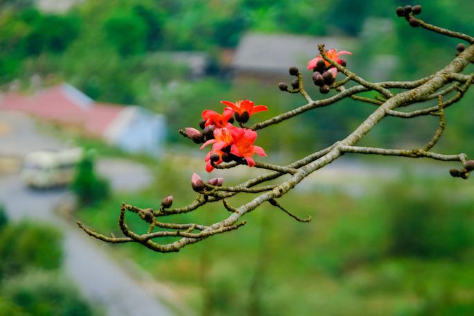 Mê mẩn ngắm hoa gạo rực đỏ núi rừng Hà Giang  