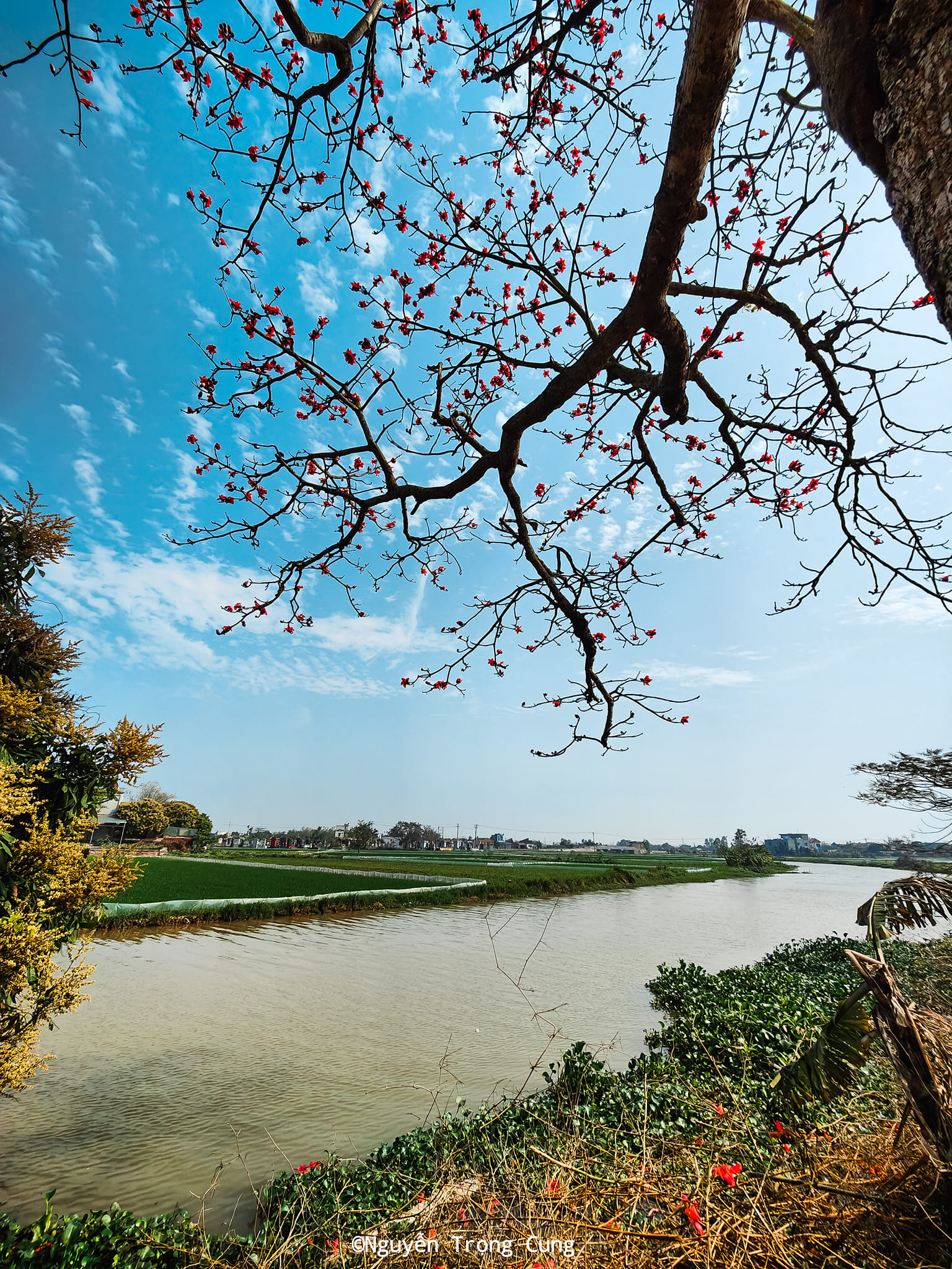 Ngẩn ngơ trước vẻ đẹp thơ mộng của mùa hoa gạo bung nở tại Thái Bình
