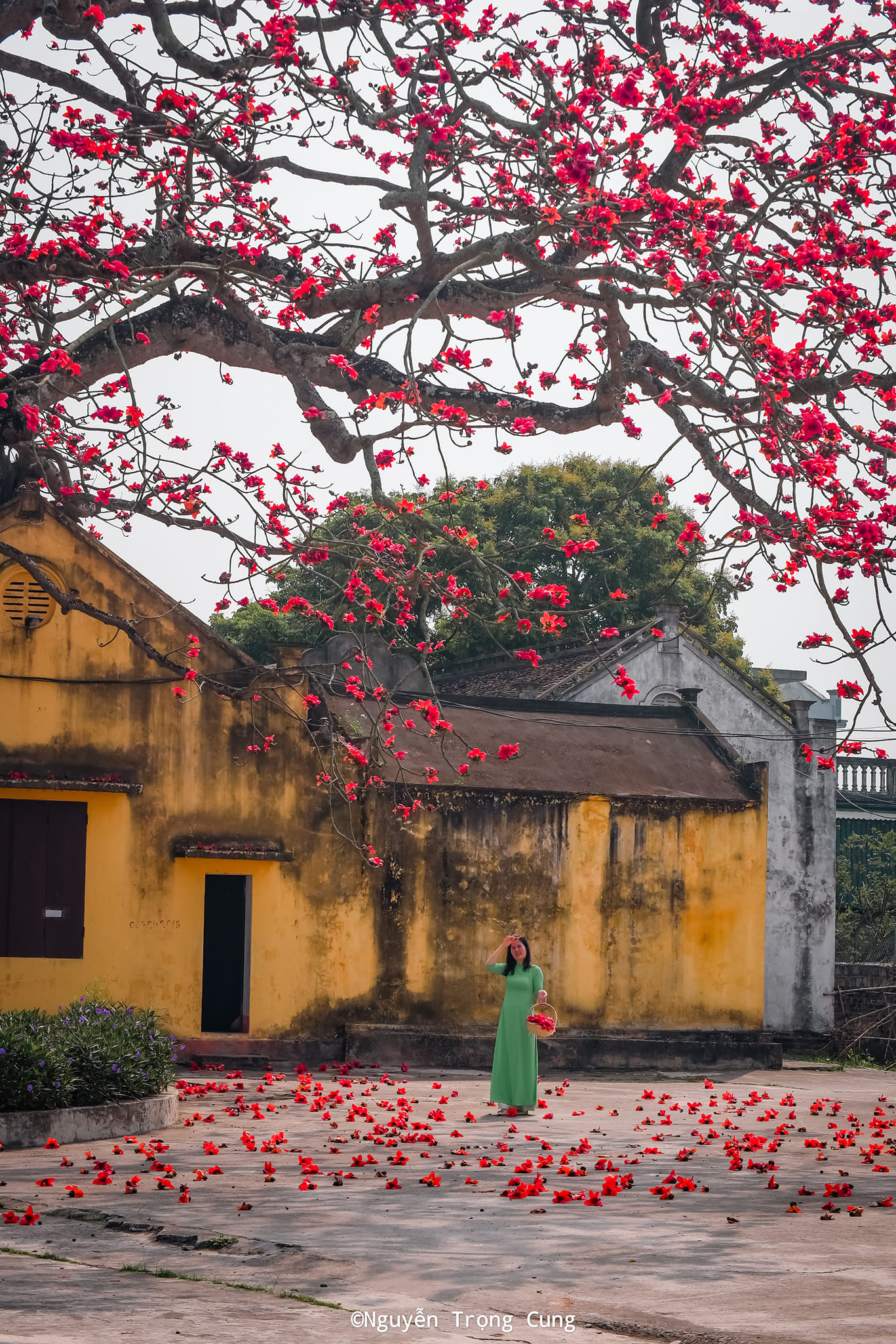Ngẩn ngơ trước vẻ đẹp thơ mộng của mùa hoa gạo bung nở tại Thái Bình