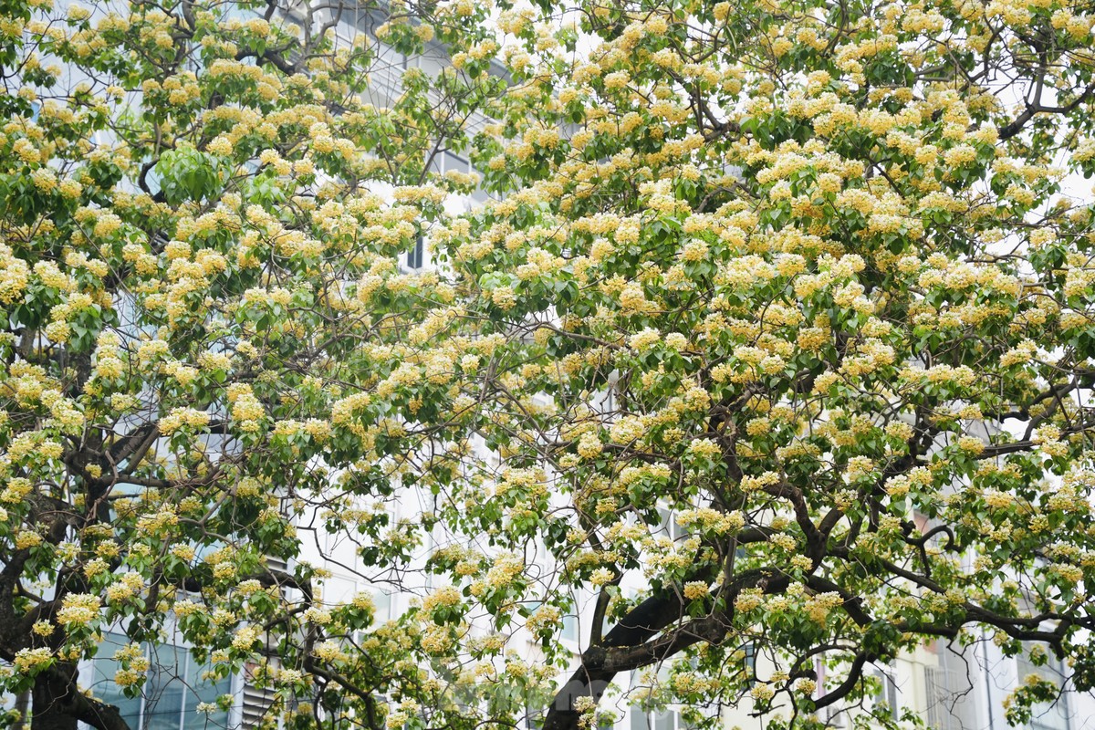 Cây hoa bún có tuổi đời 300 năm độc nhất vô nhị ở Hà Nội được xem như là báu vật của người dân Đình Thôn phường Mỹ Đình 2 quận Nam Từ Liêm đang vào mùa nở rộ sáng rực cả một góc trời những ngày đầu tháng Tư   