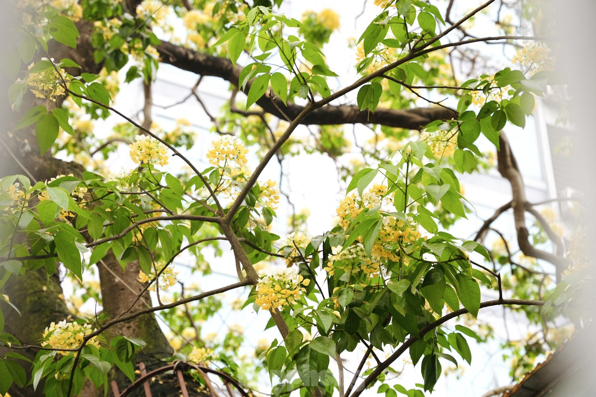 Cây hoa bún có tuổi đời 300 năm độc nhất vô nhị ở Hà Nội được xem như là báu vật của người dân Đình Thôn phường Mỹ Đình 2 quận Nam Từ Liêm đang vào mùa nở rộ sáng rực cả một góc trời những ngày đầu tháng Tư   