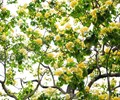 Cây hoa bún có tuổi đời 300 năm độc nhất vô nhị ở Hà Nội được xem như là báu vật đang vào mùa nở rộ 