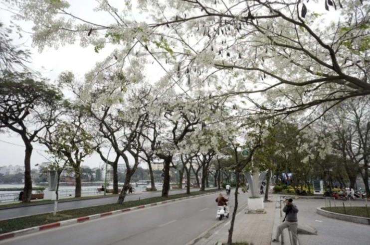 Mách bạn 8 địa điểm lý tưởng để checkin mùa hoa sưa ở Hà Nội   