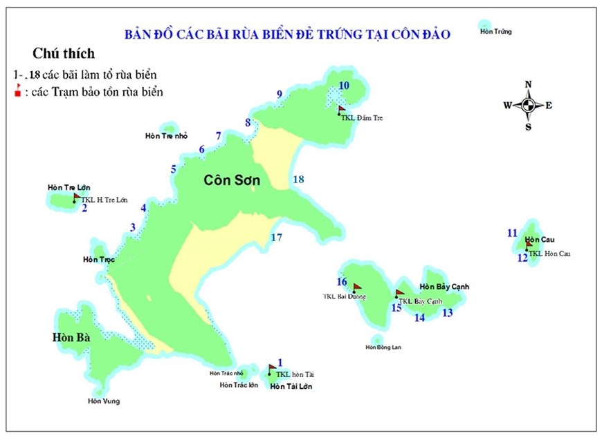 Cận cảnh rùa biển ở Vườn quốc gia Côn Đảo vào mùa sinh sản   Môi trường  Vietnam VietnamPlus