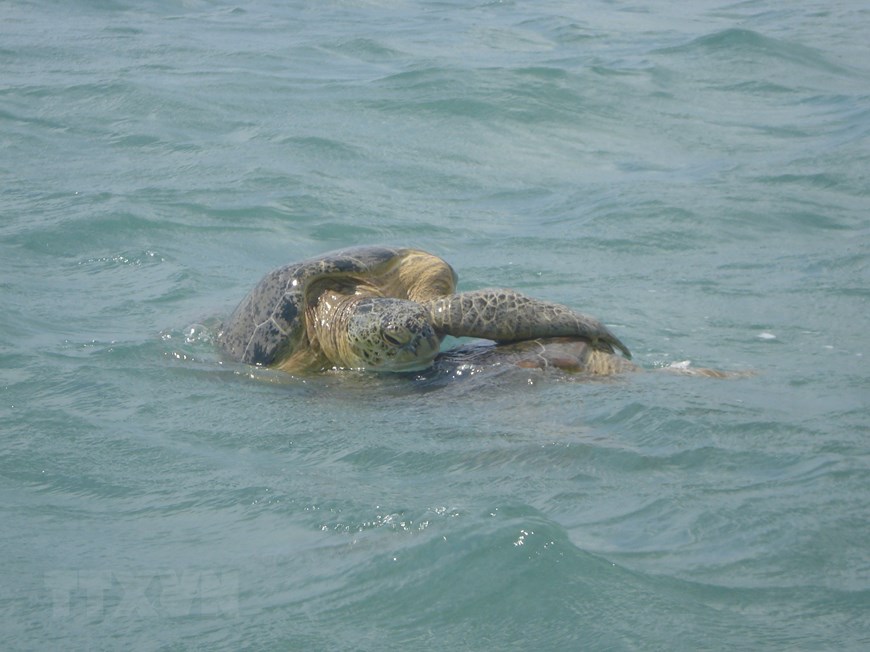 Cận cảnh rùa biển ở Vườn quốc gia Côn Đảo vào mùa sinh sản   Môi trường  Vietnam VietnamPlus