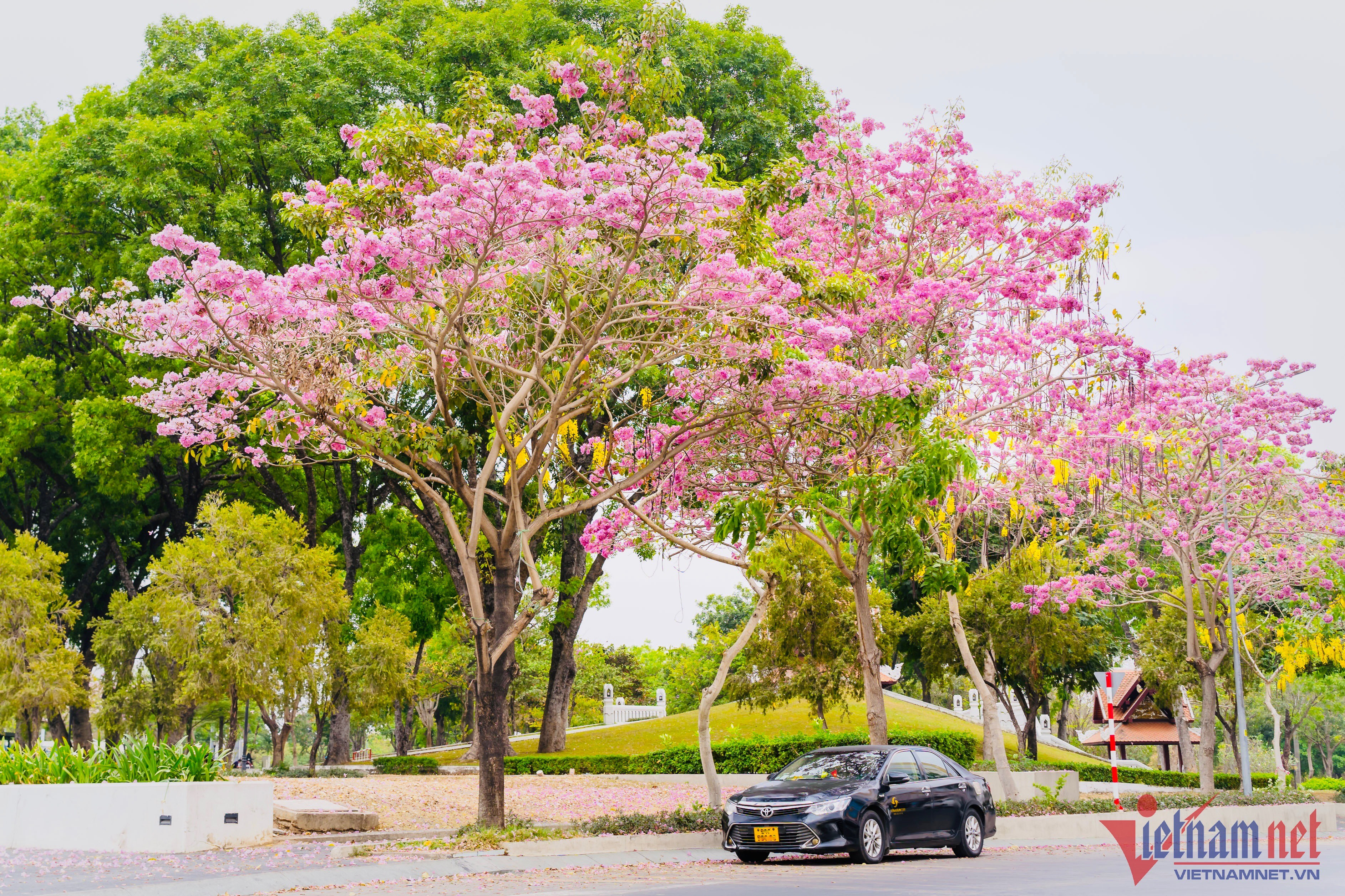 Đường hoa kèn hồng ở Đồng Nai bung nở rực rỡ đẹp như phố Nhật thu nhỏ   