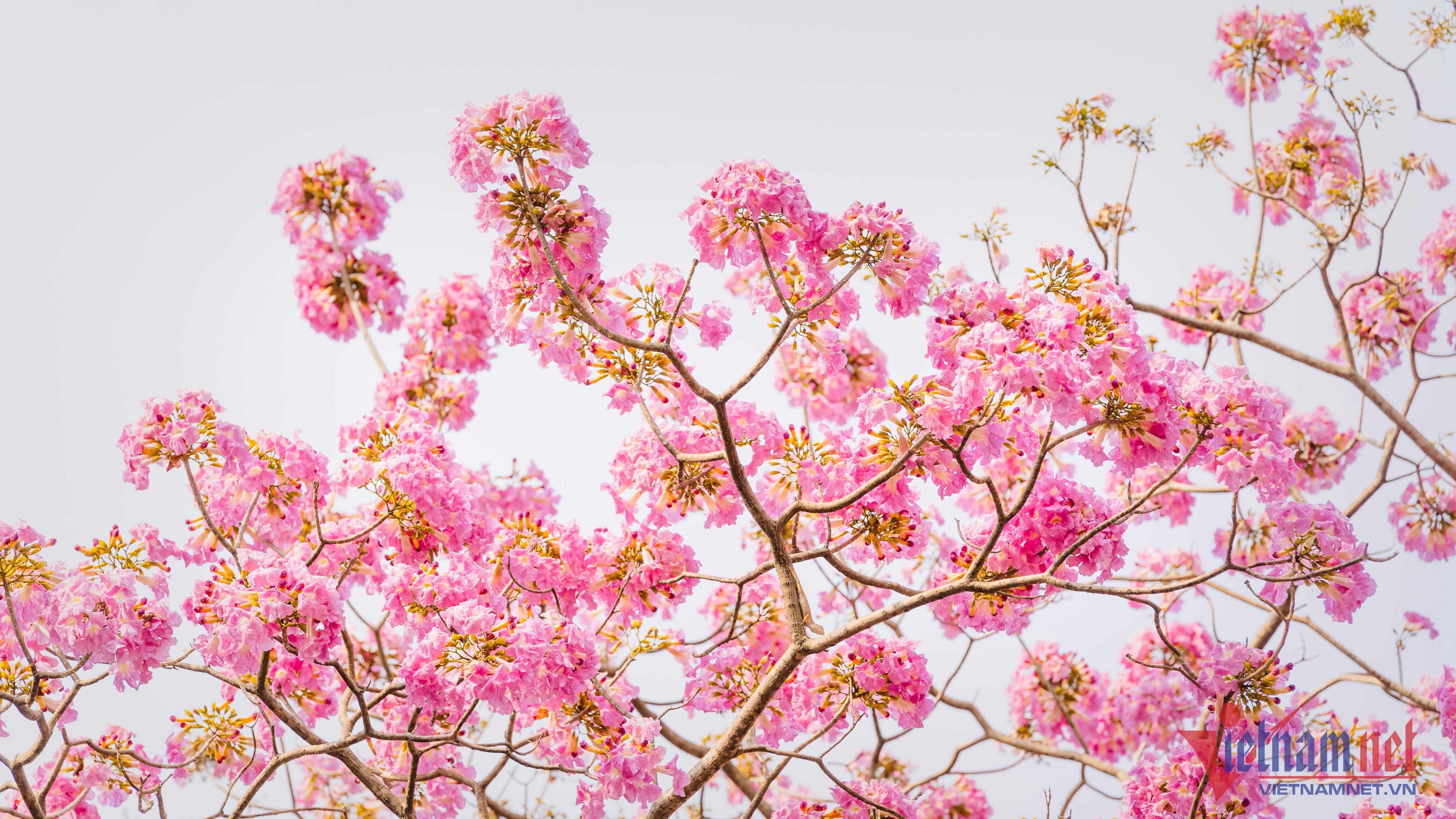 Đường hoa kèn hồng ở Đồng Nai bung nở rực rỡ đẹp như phố Nhật thu nhỏ   