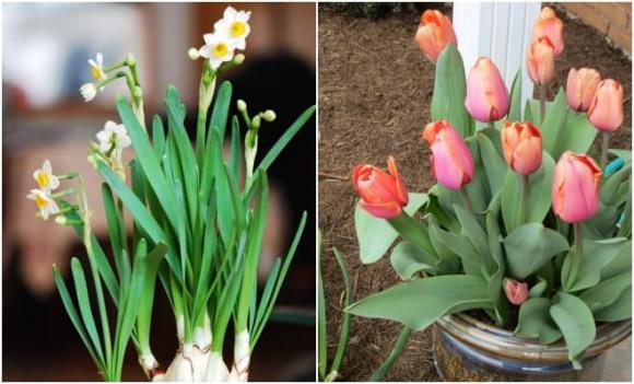 5 loại hoa hại một khi đặt trong nhà thường hoa suy người không vượng nên cẩn trọng khi trồng   