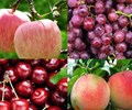 4 loại trái cây giúp thận khoẻ mạnh đẹp da    