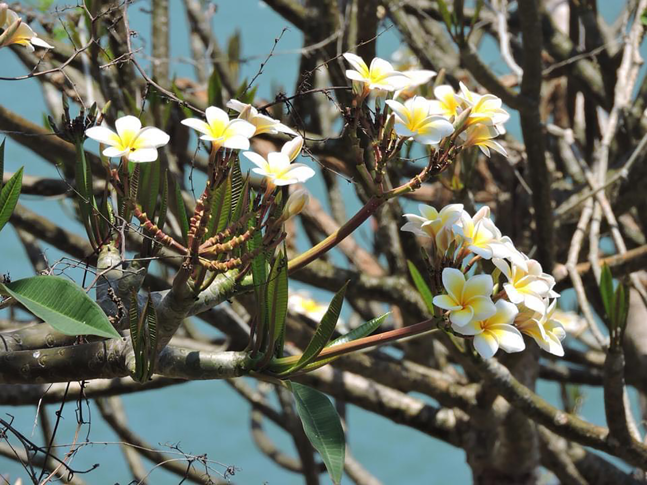 Ngạt ngào hoa sứ nơi thành phố biển Vũng Tàu   