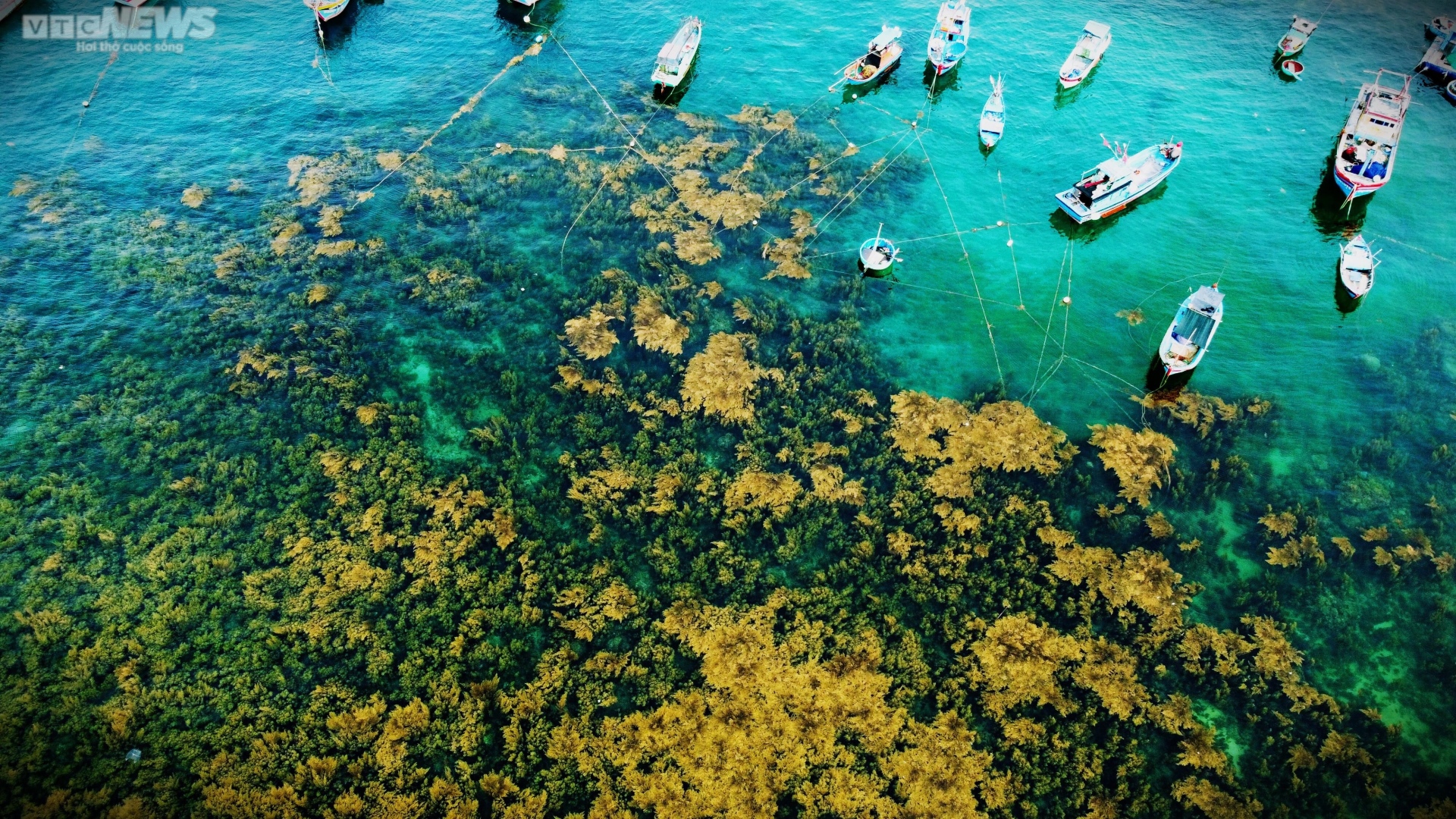 Ngất ngây 'cánh đồng vàng' dưới biển xanh trong ở đảo Hòn Khô, Bình Định - 2