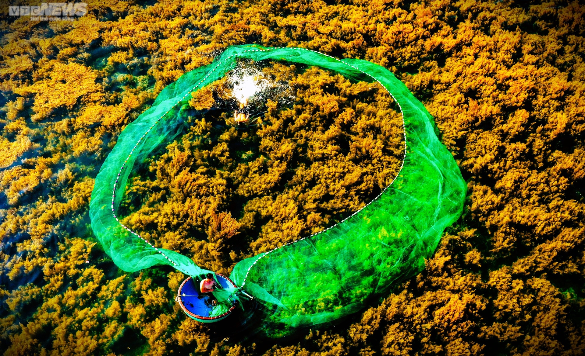 Ngất ngây 'cánh đồng vàng' dưới biển xanh trong ở đảo Hòn Khô, Bình Định - 3