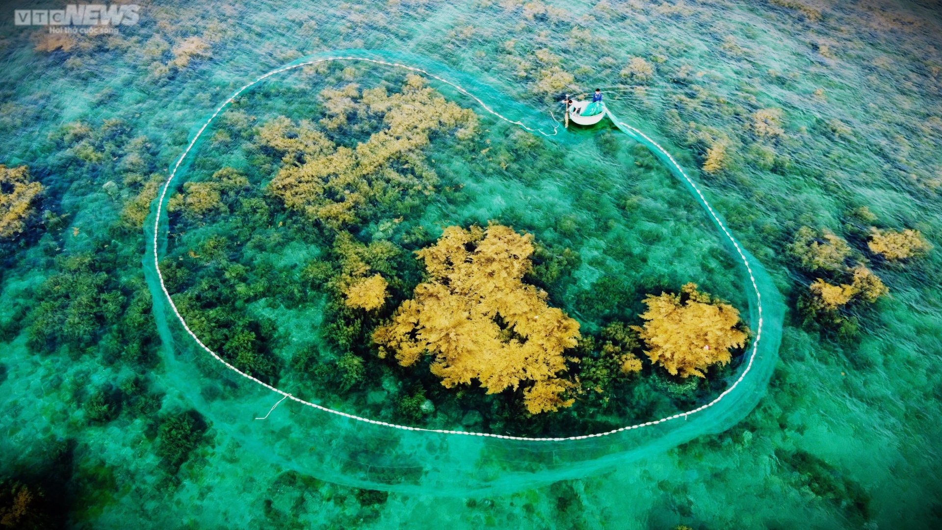 Ngất ngây 'cánh đồng vàng' dưới biển xanh trong ở đảo Hòn Khô, Bình Định - 4