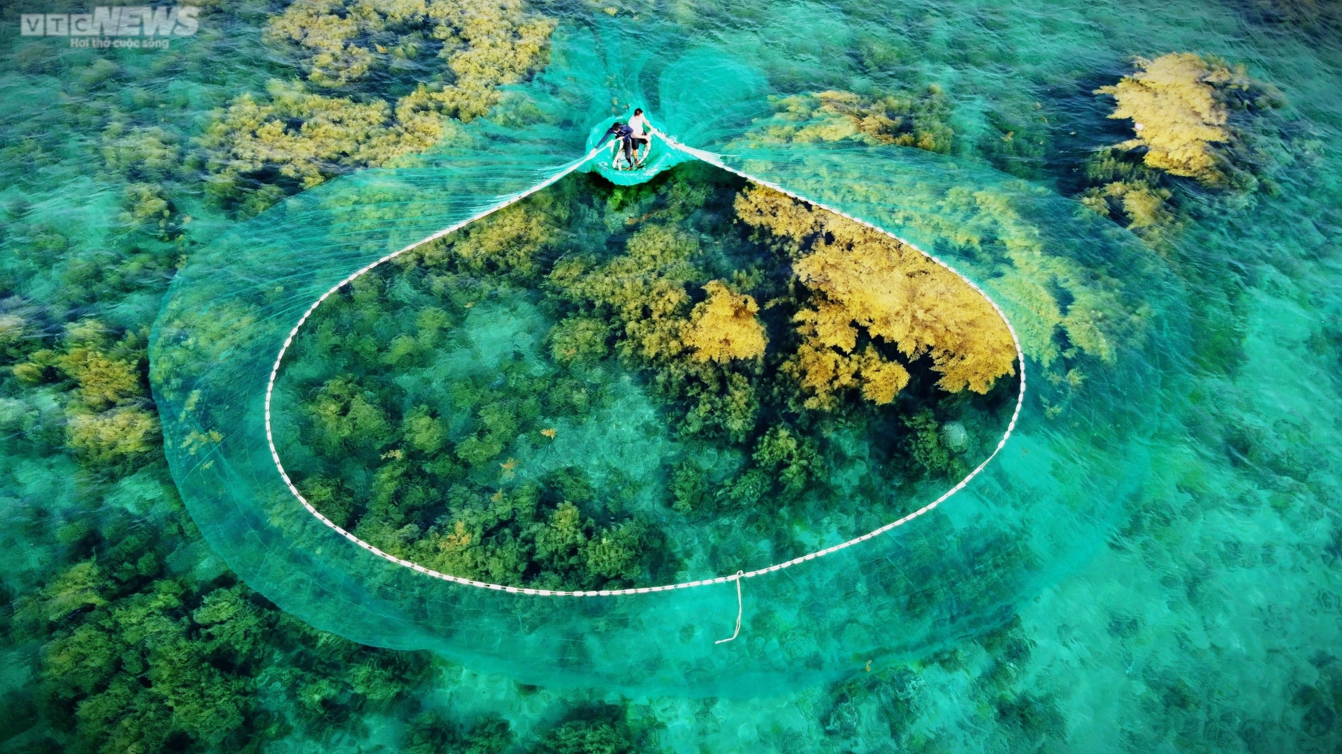 Ngất ngây 'cánh đồng vàng' dưới biển xanh trong ở đảo Hòn Khô, Bình Định - 7