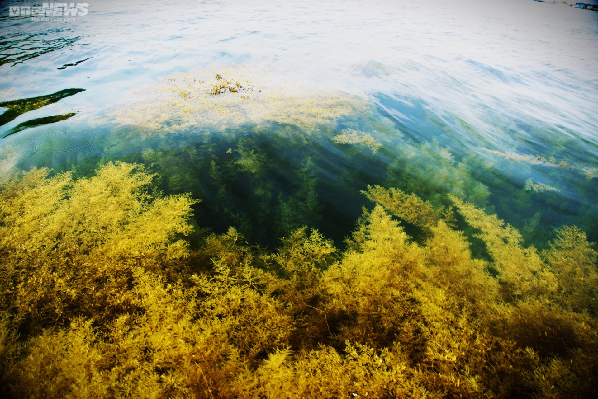 Ngất ngây 'cánh đồng vàng' dưới biển xanh trong ở đảo Hòn Khô, Bình Định - 9