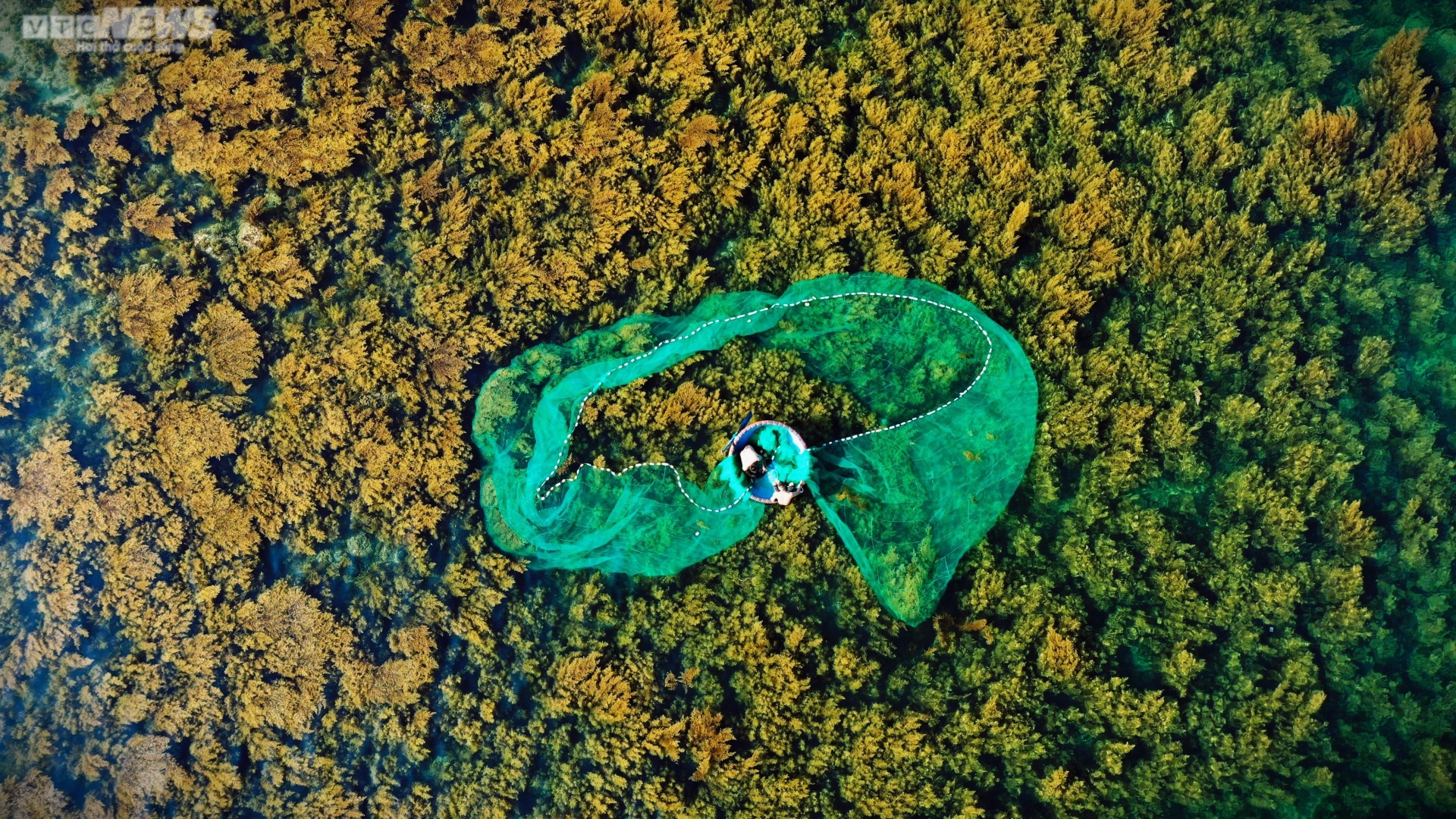 Ngất ngây 'cánh đồng vàng' dưới biển xanh trong ở đảo Hòn Khô, Bình Định - 10