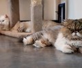 Thừa kế hơn 7 tỷ đồng sau khi chủ qua đời 7 chú mèo được hàng trăm người tranh quyền nhận nuôi 
