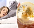 Thứ trên giường bẩn hơn bồn cầu gấp 17000 lần có thể gây viêm màng não viêm phổi 