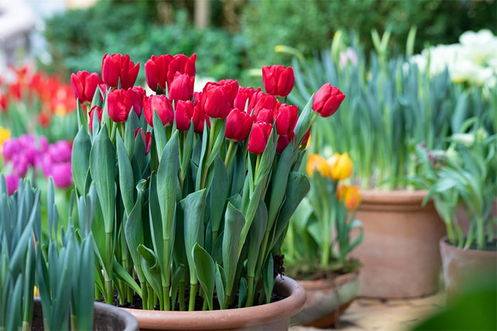 Hoa tulip